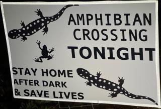Amphibian Crossing April 26, 2022
