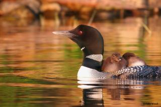 Photo of Loons