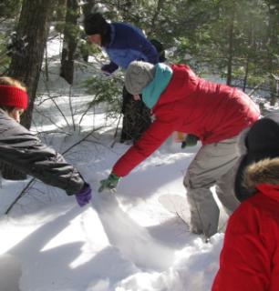 porcupine tracks photo