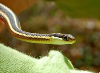 Ribbon Snake photo