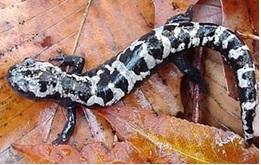 image salamander